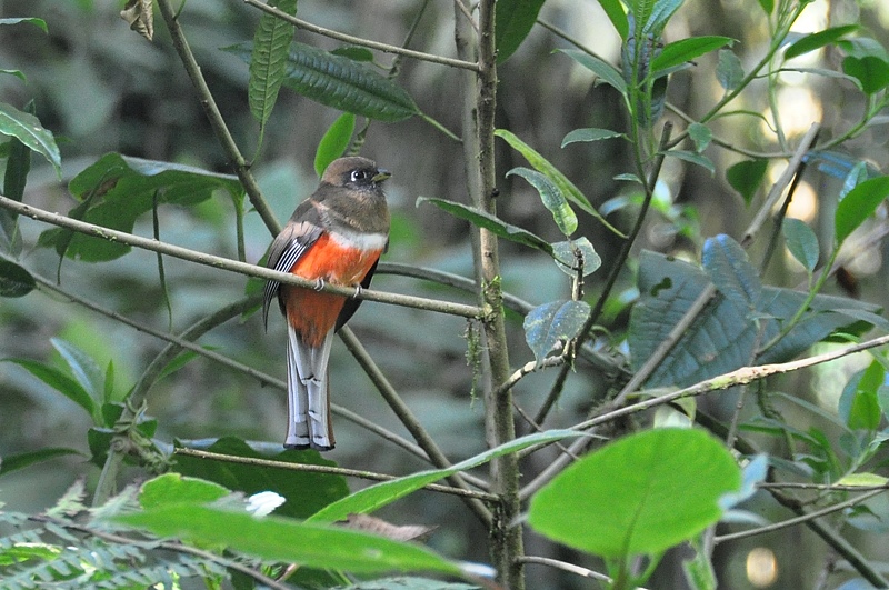 Gekraagde trogon